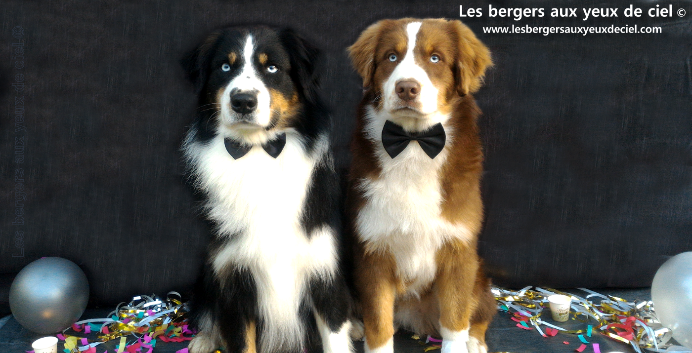 bergers australiens noirs tricolores aux yeux bleus