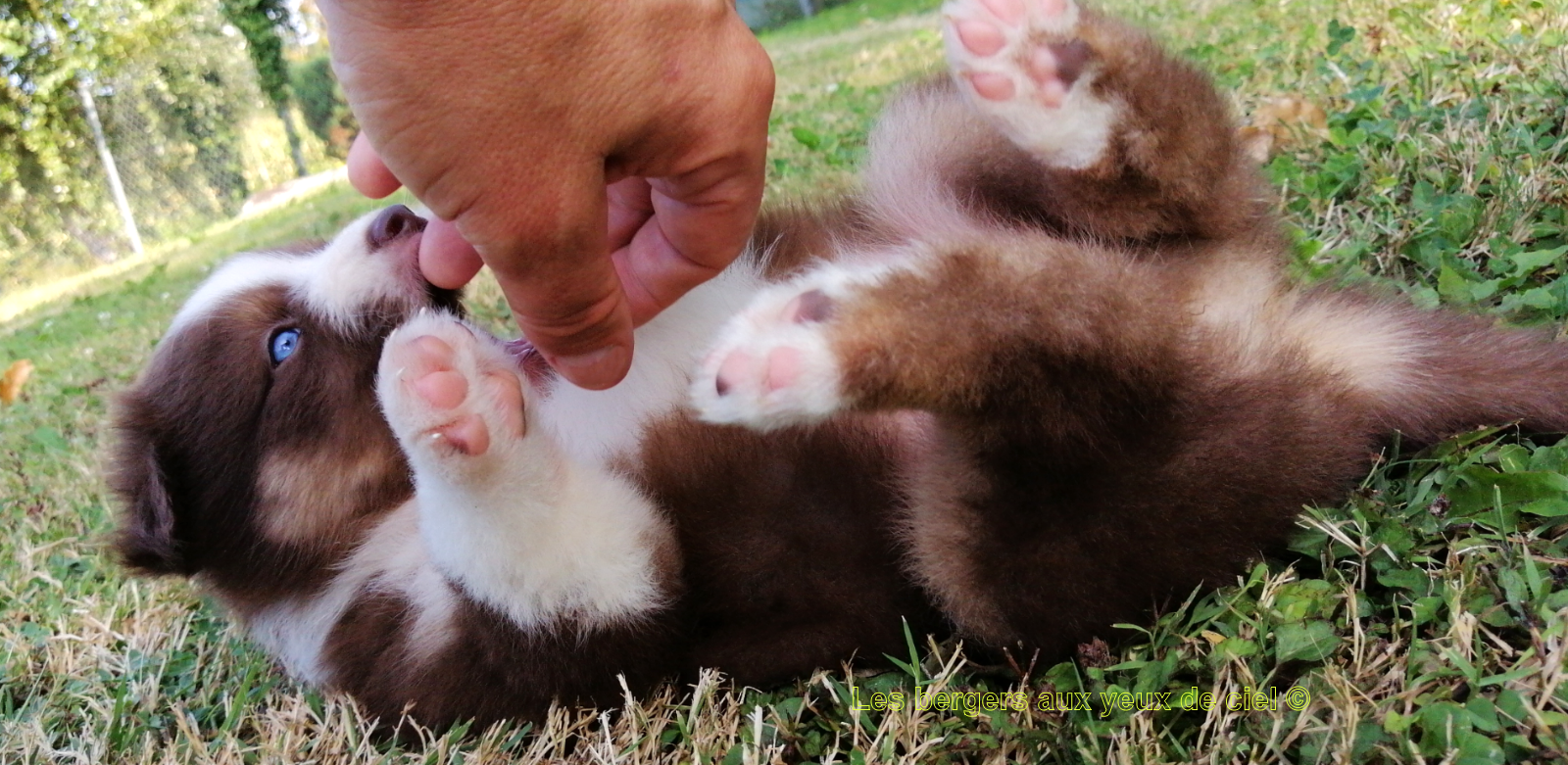 chiot berger australien rouge tricolore aux yeux bleus