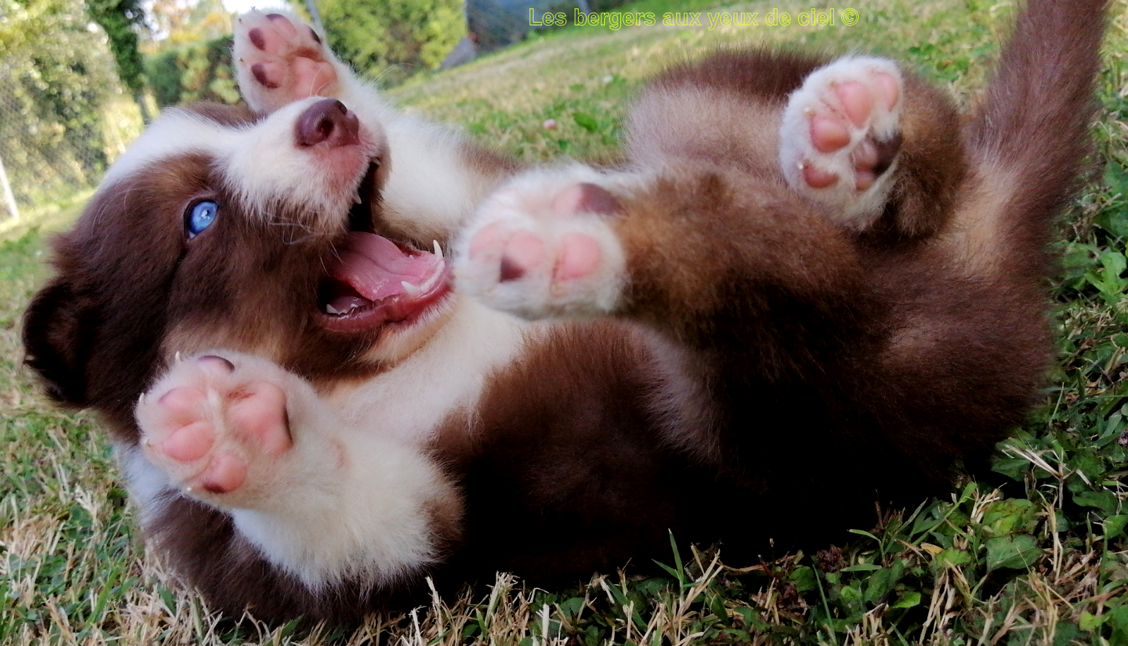 chiot berger australien rouge tricolore aux yeux bleus