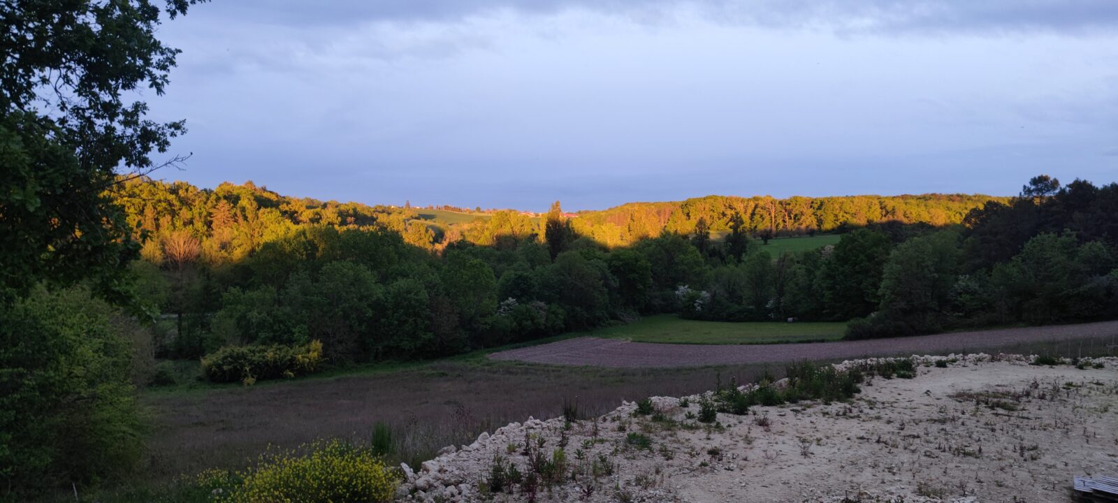 élevage des bergers aux yeux de ciel