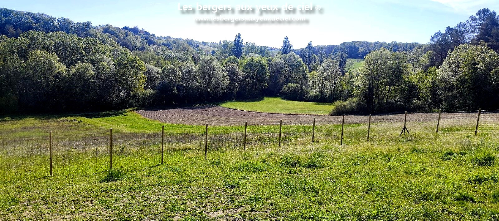 élevage les bergers aux yeux de ciel