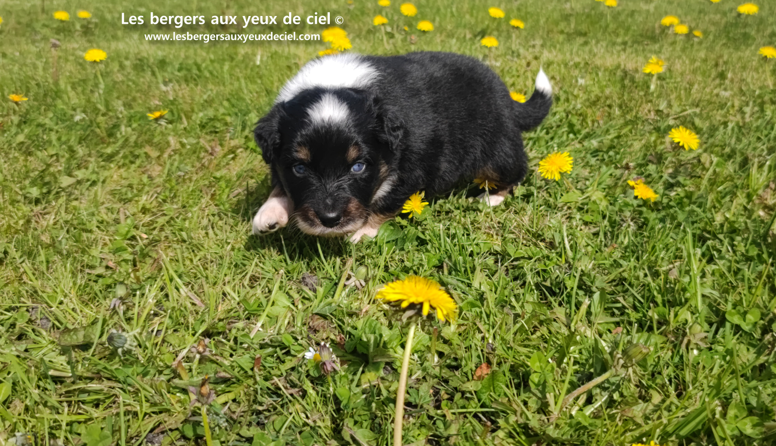 chiot berger australien noir tricolore aux yeux vairons