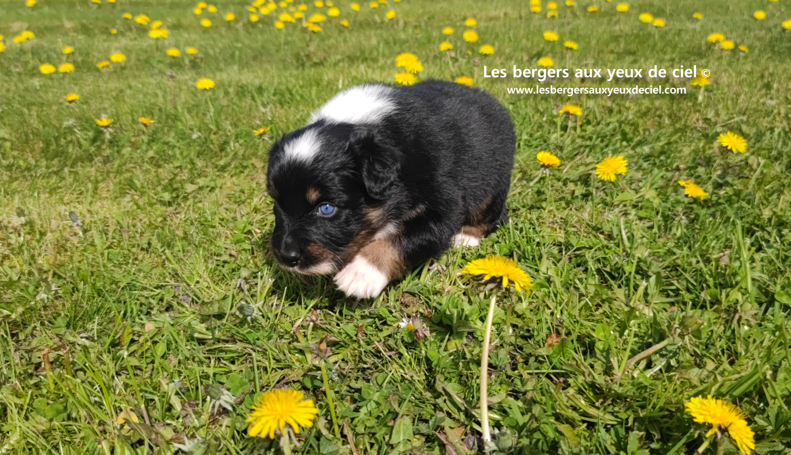 chiot berger australien noir tricolore aux yeux vairons