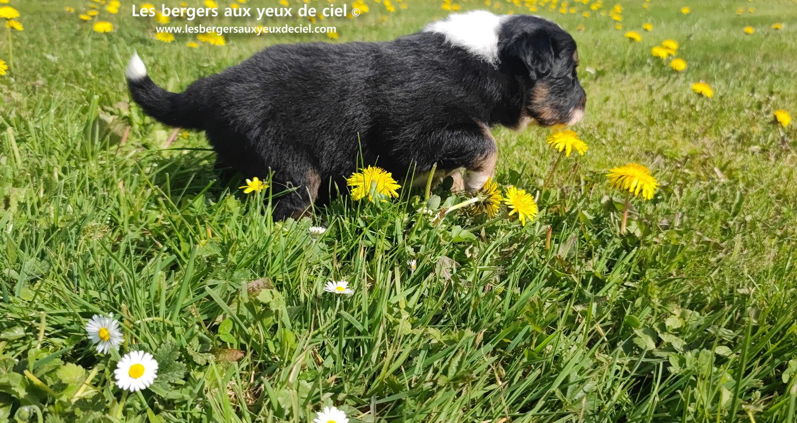 chiot berger australien noir tricolore aux yeux vairons
