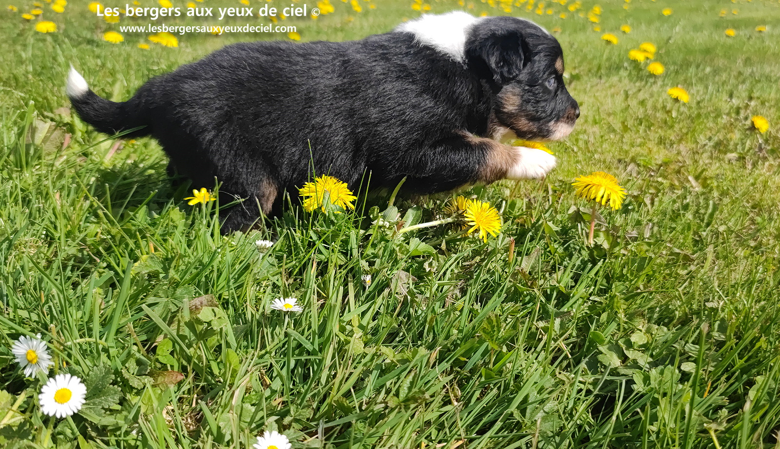 chiot berger australien noir tricolore aux yeux vairons
