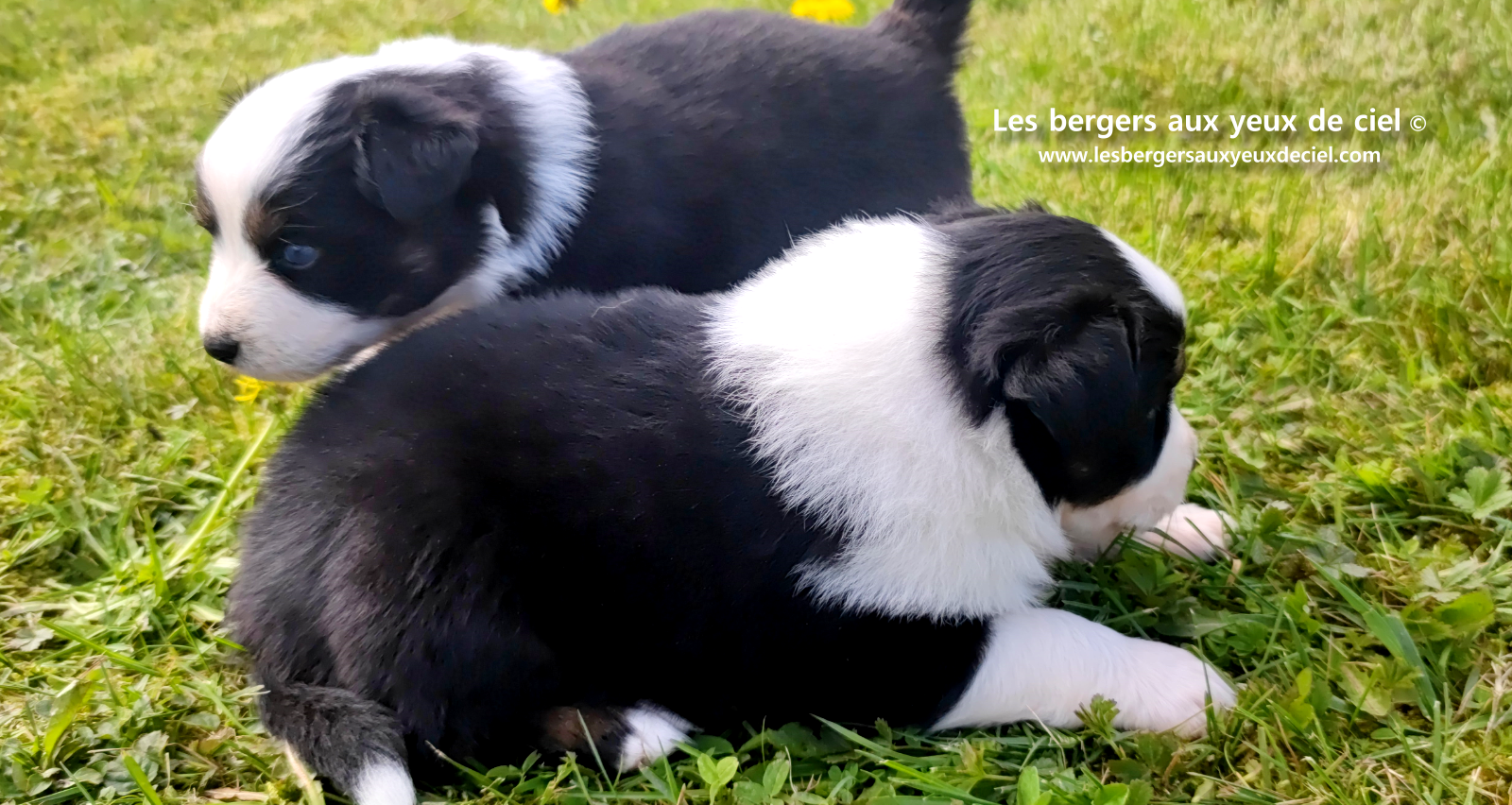 Lancelot, chiot mâle berger australien noir tricolore aux yeux bleus