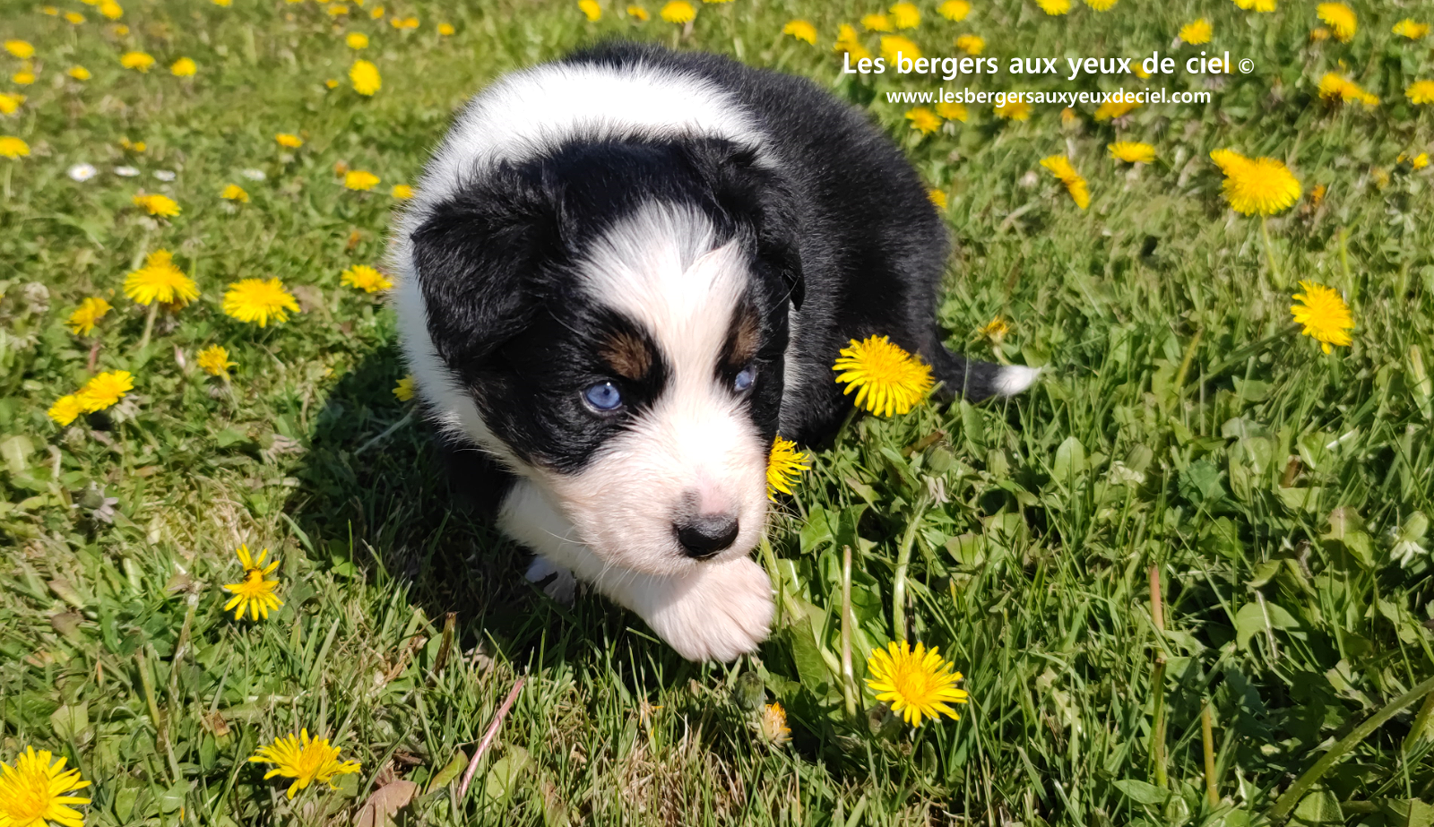 Lancelot, chiot mâle berger australien noir tricolore aux yeux bleus