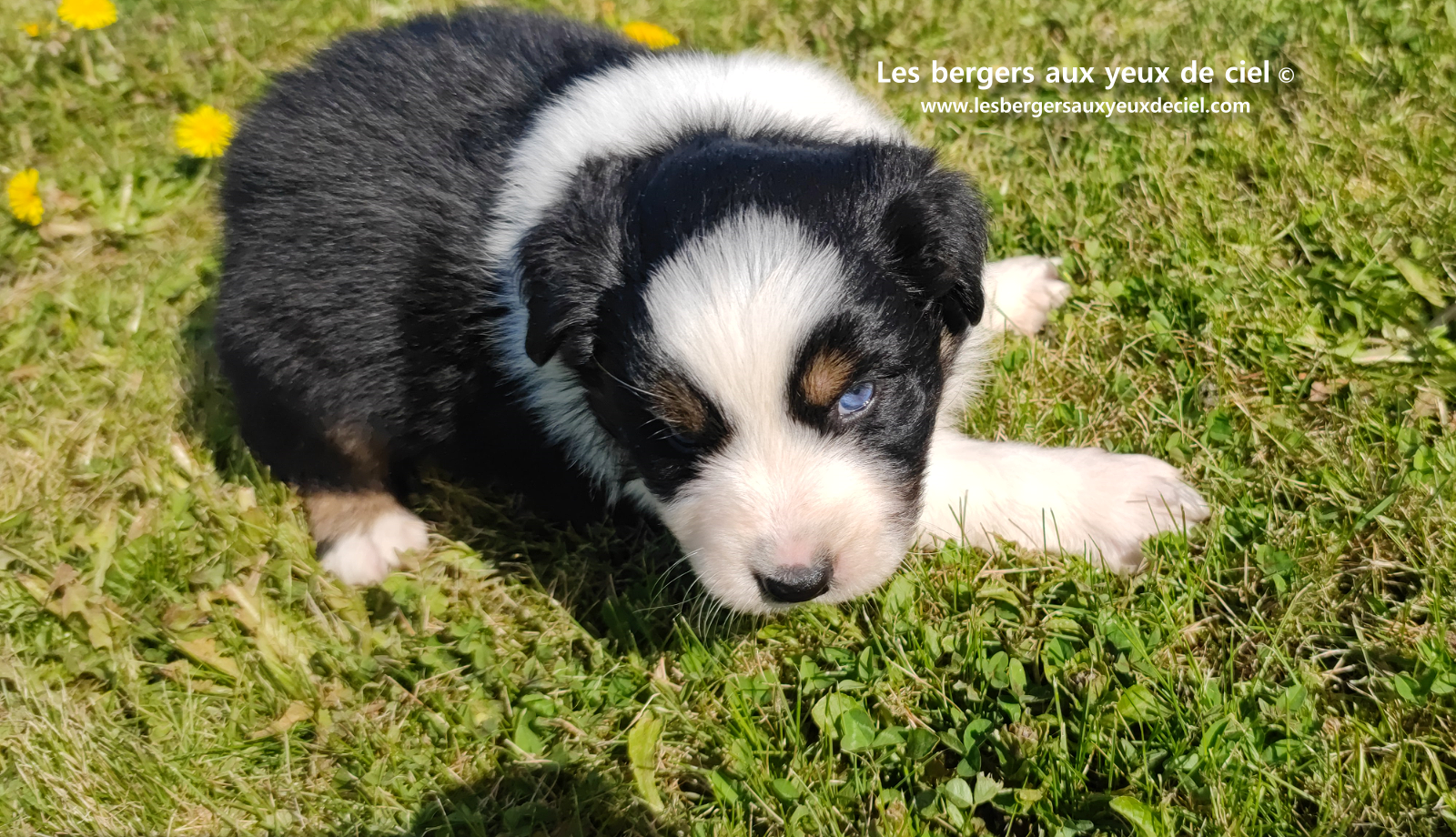 Lancelot, chiot mâle berger australien noir tricolore aux yeux bleus