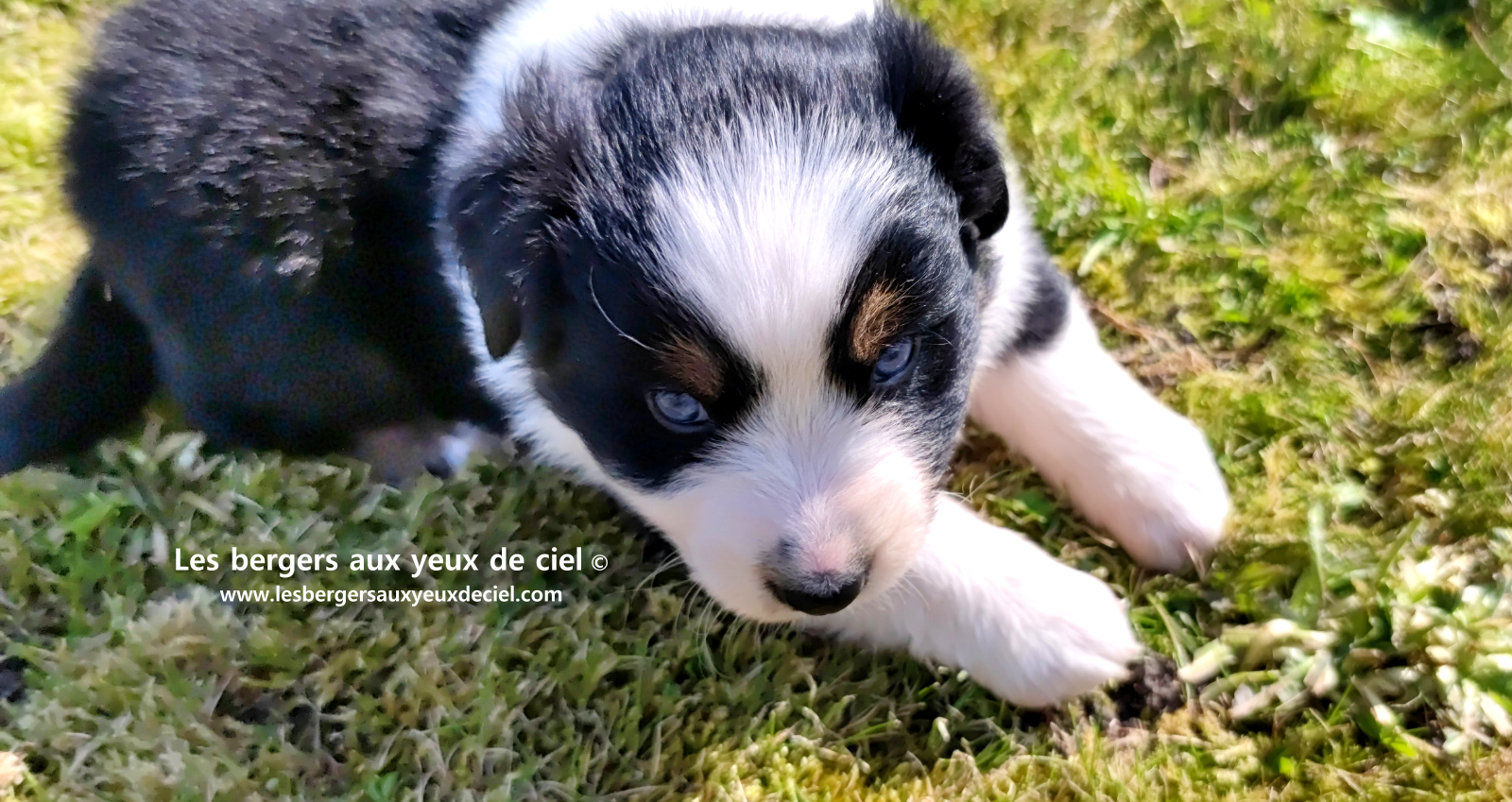 Lancelot, chiot mâle berger australien noir tricolore aux yeux bleus