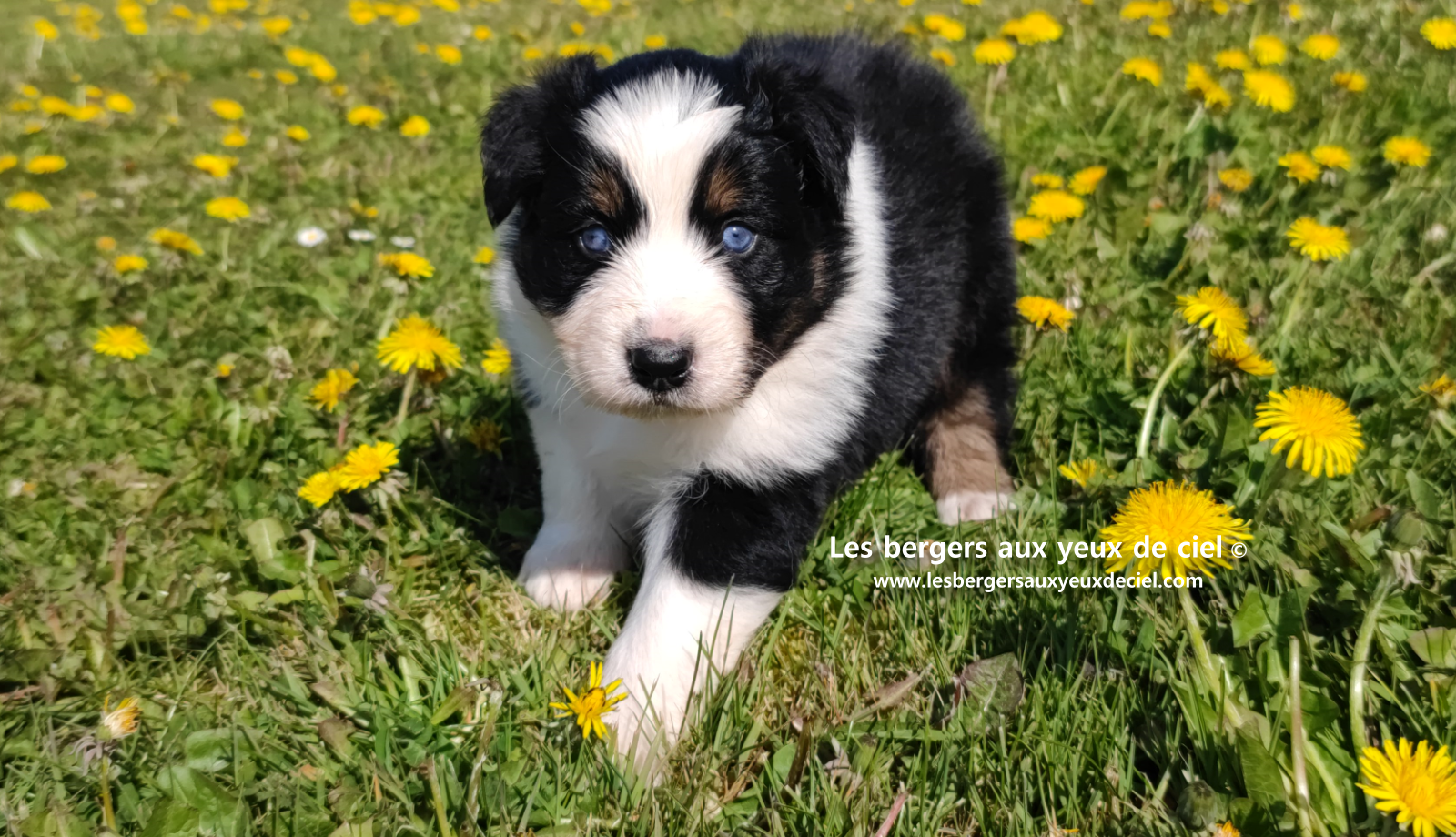Lancelot, chiot mâle berger australien noir tricolore aux yeux bleus