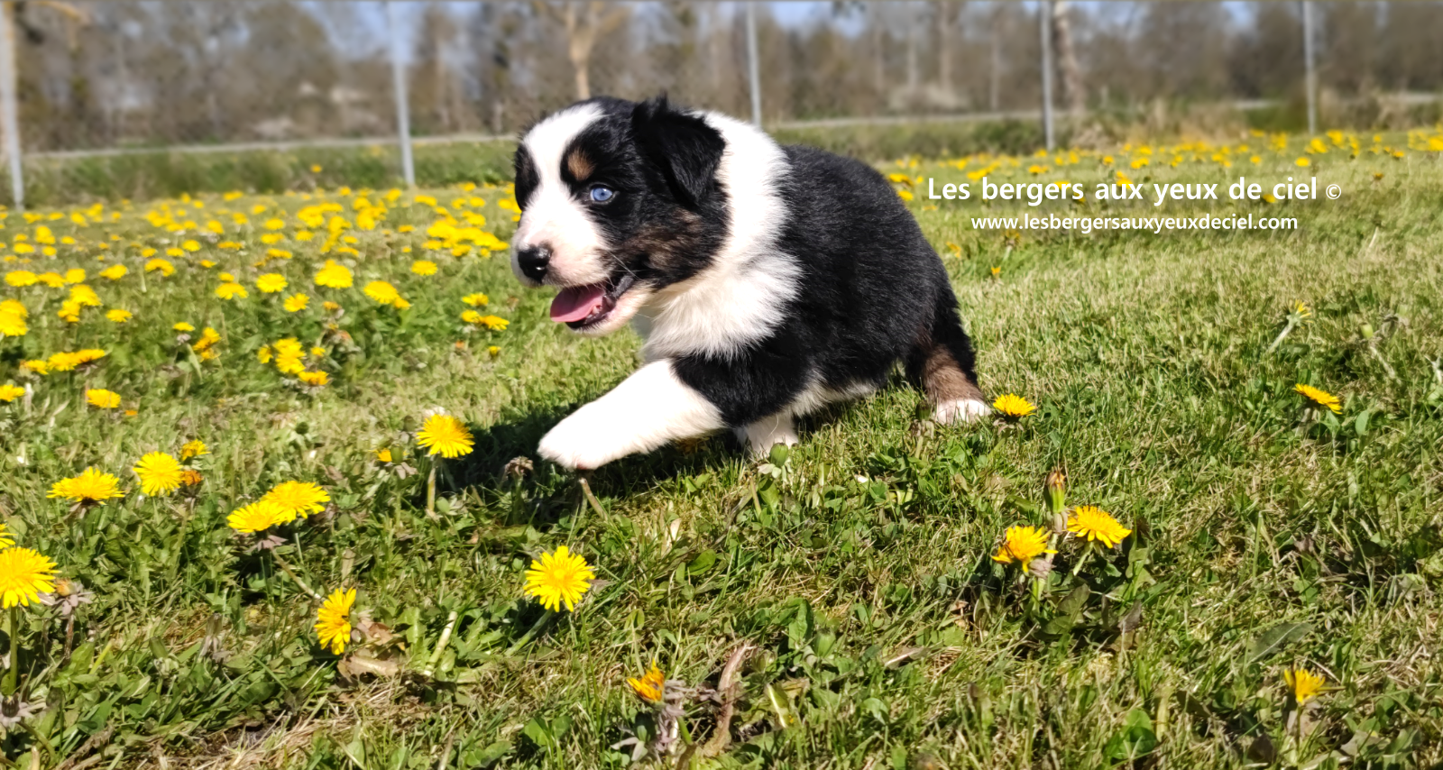 Lancelot, chiot mâle berger australien noir tricolore aux yeux bleus