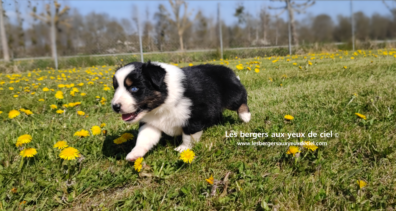 Lancelot, chiot mâle berger australien noir tricolore aux yeux bleus