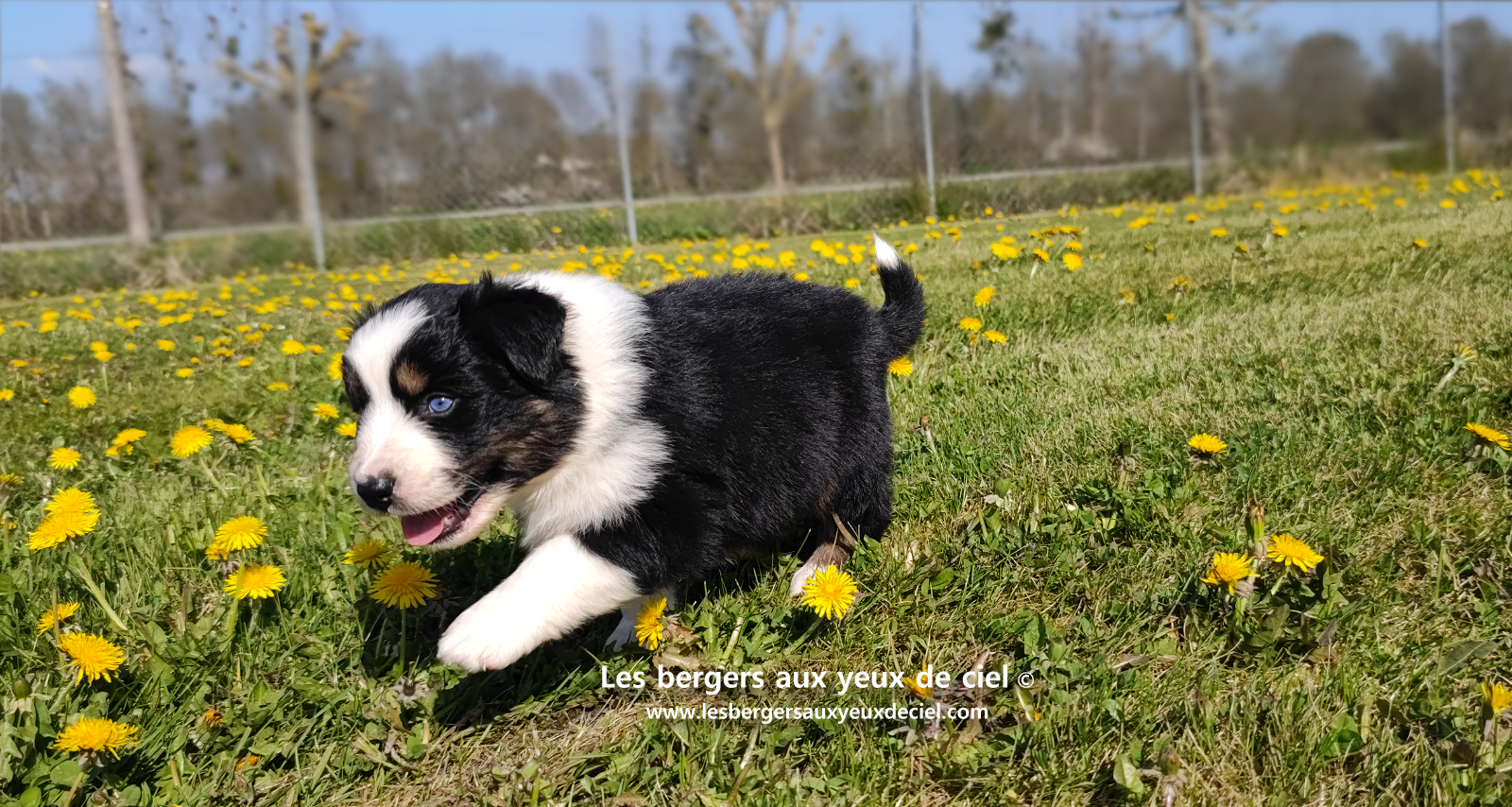 Lancelot, chiot mâle berger australien noir tricolore aux yeux bleus
