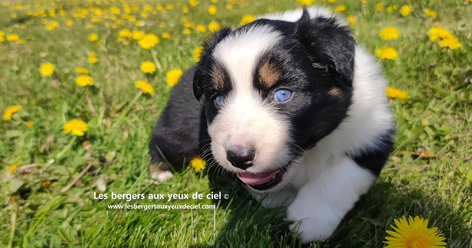 Lancelot, chiot mâle berger australien noir tricolore aux yeux bleus