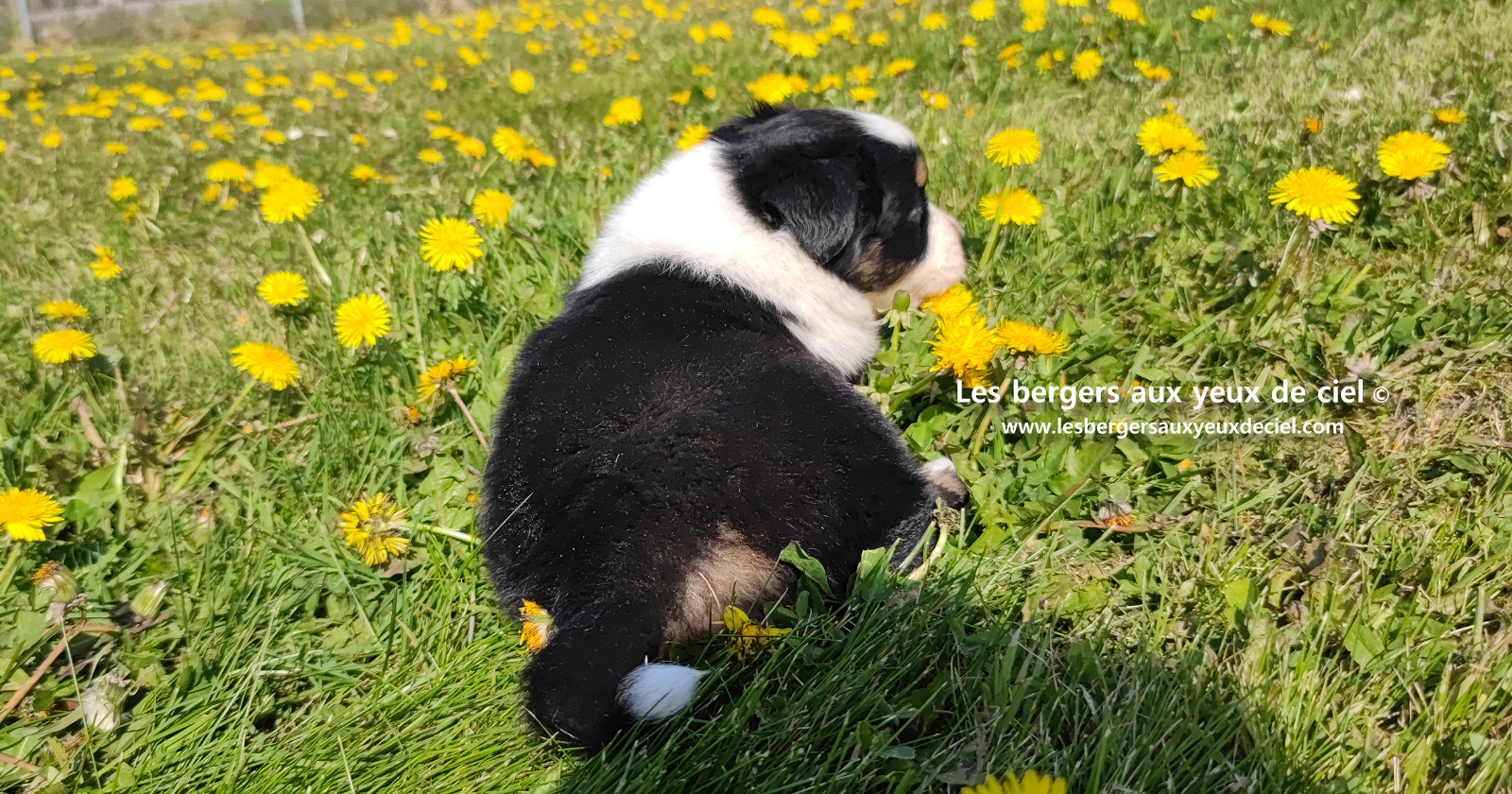 Lancelot, chiot mâle berger australien noir tricolore aux yeux bleus