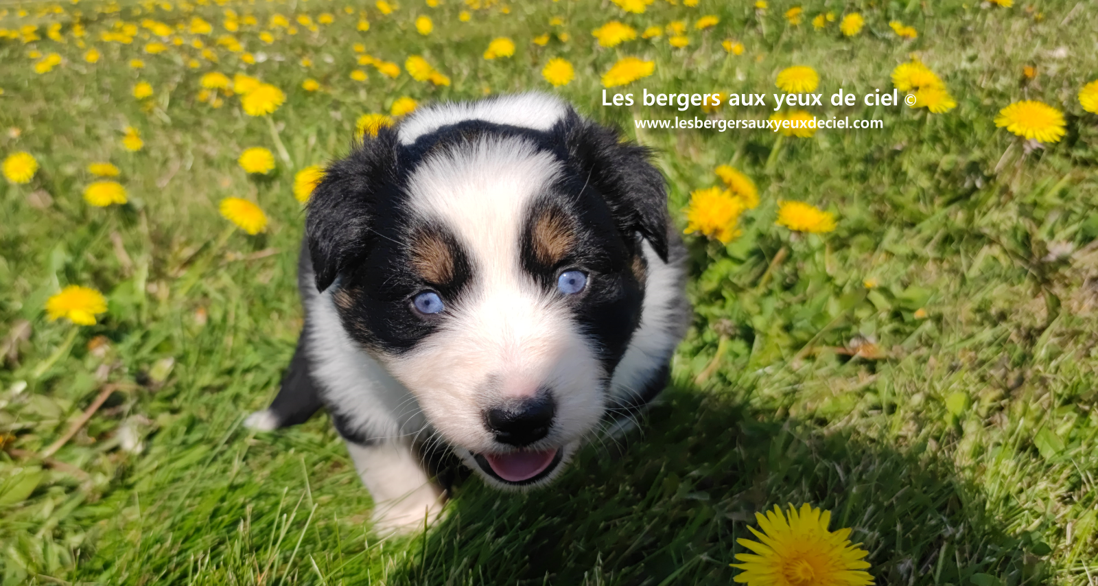 Lancelot, chiot mâle berger australien noir tricolore aux yeux bleus