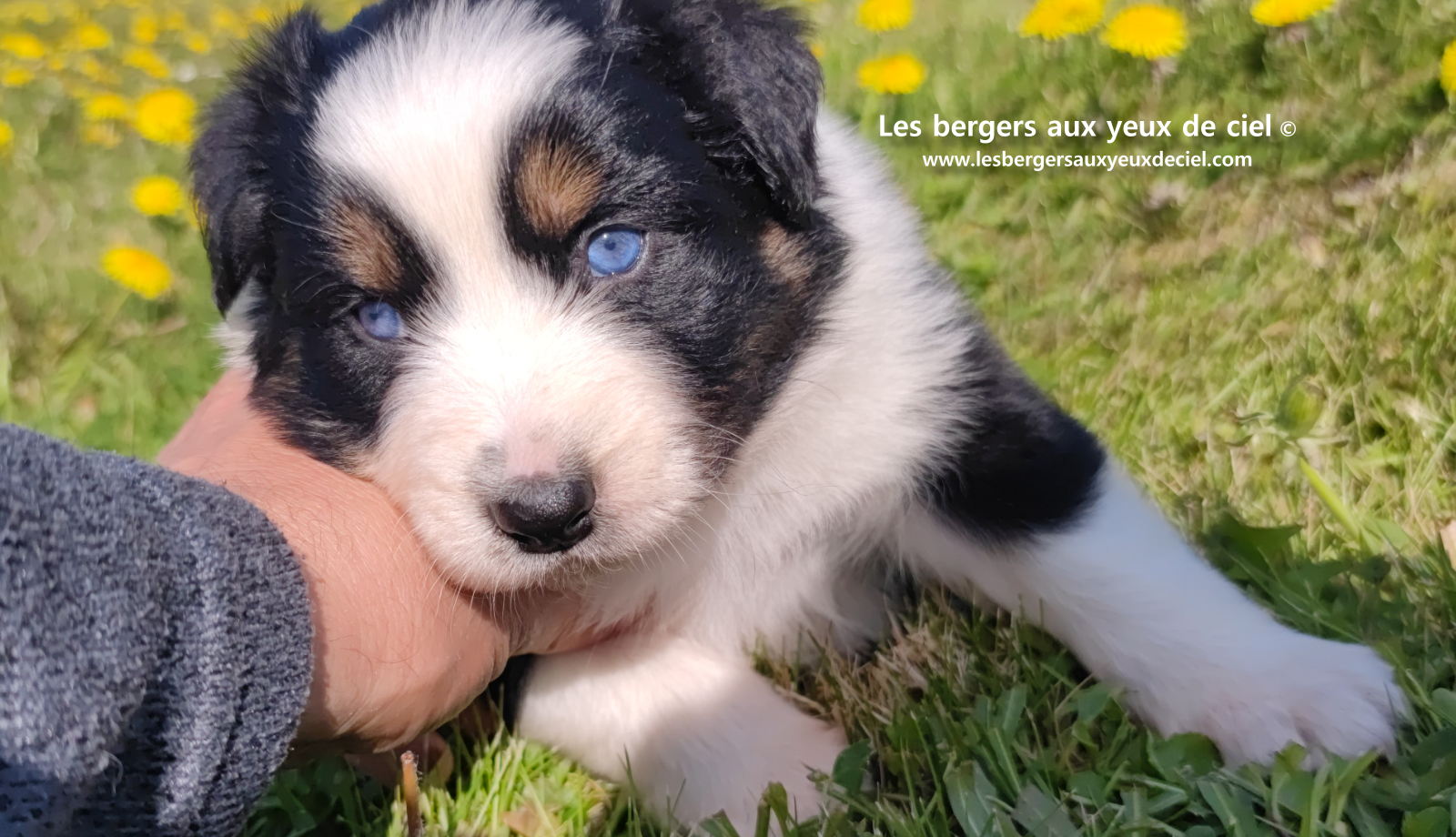 Lancelot, chiot mâle berger australien noir tricolore aux yeux bleus