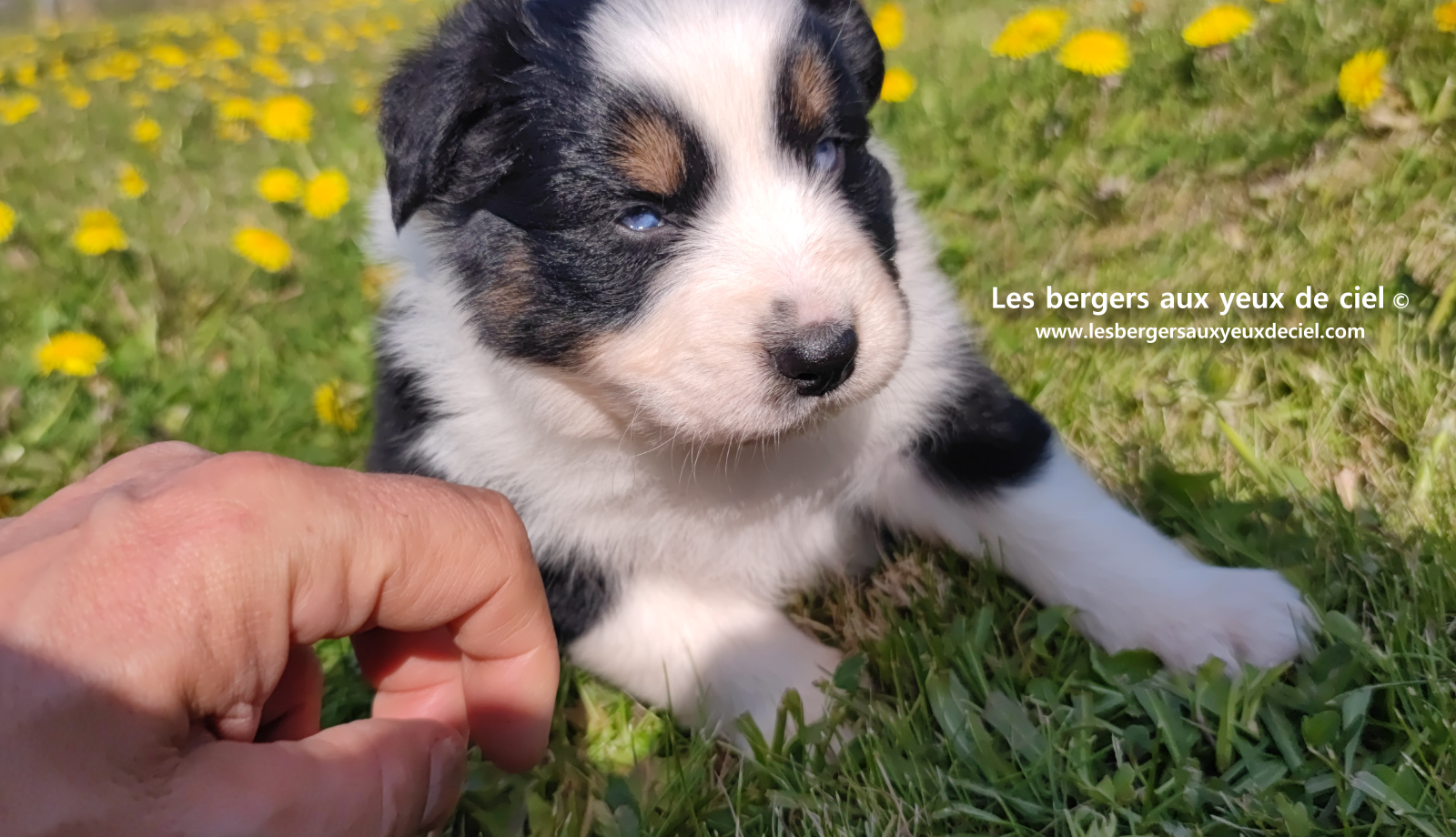 Lancelot, chiot mâle berger australien noir tricolore aux yeux bleus
