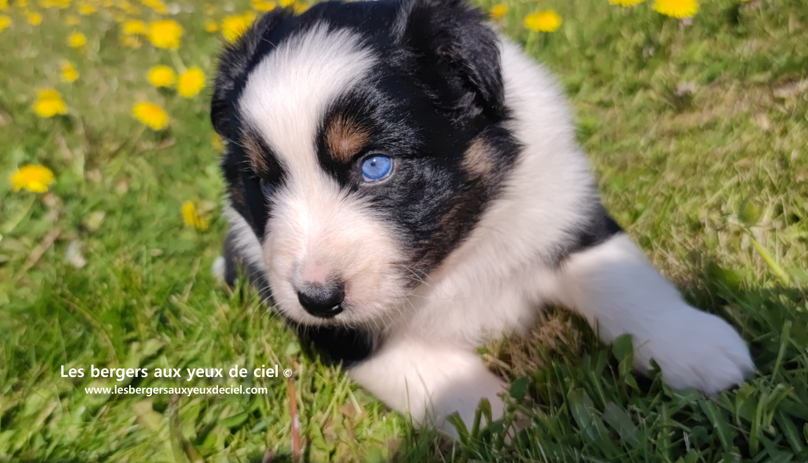 Lancelot, chiot mâle berger australien noir tricolore aux yeux bleus