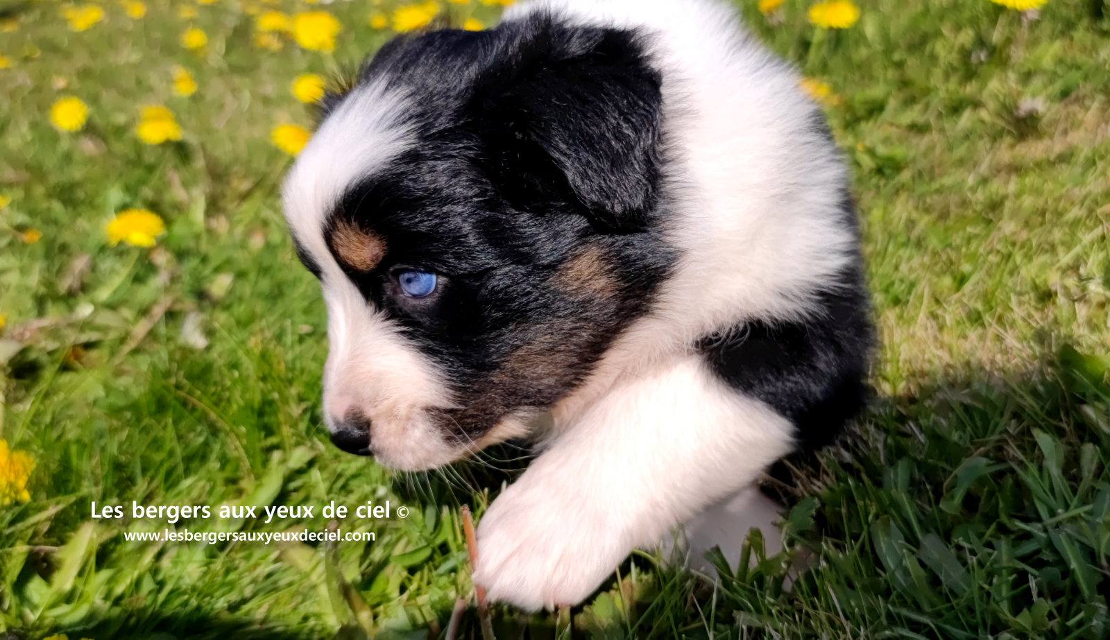 Lancelot, chiot mâle berger australien noir tricolore aux yeux bleus