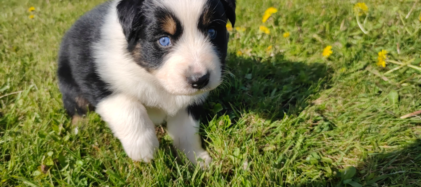 Lancelot, chiot mâle berger australien noir tricolore aux yeux bleus