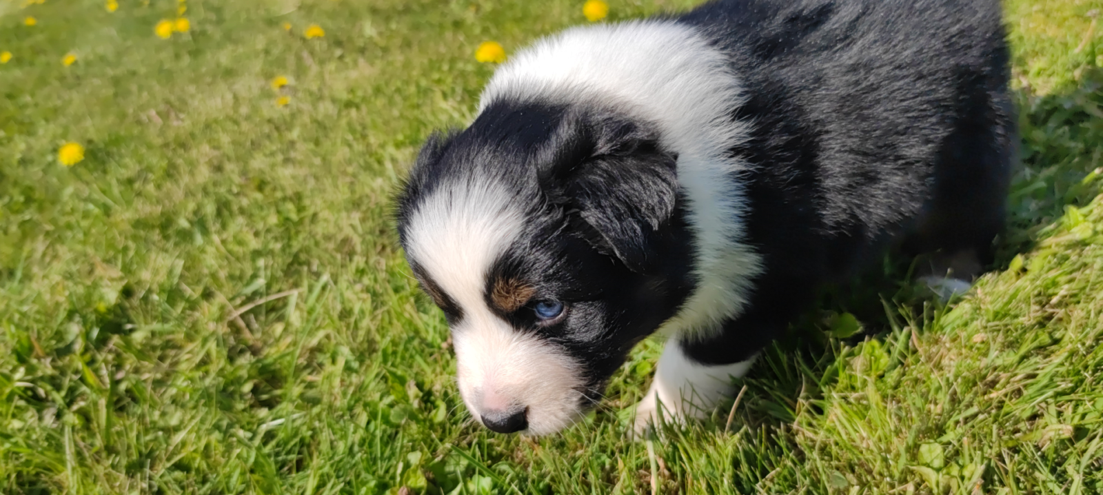 Lancelot, chiot mâle berger australien noir tricolore aux yeux bleus