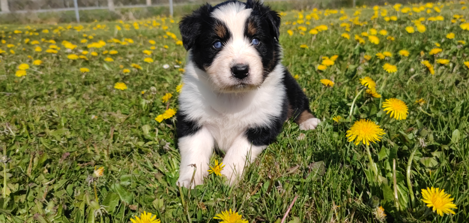 Lancelot, chiot mâle berger australien noir tricolore aux yeux bleus