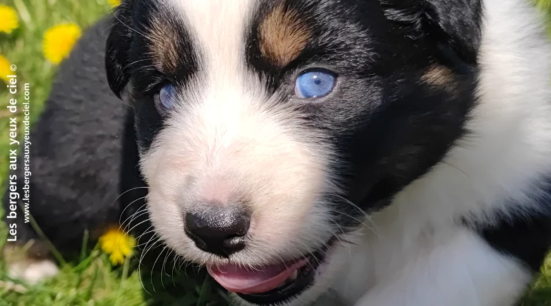 Lancelot, chiot mâle berger australien noir tricolore aux yeux bleus