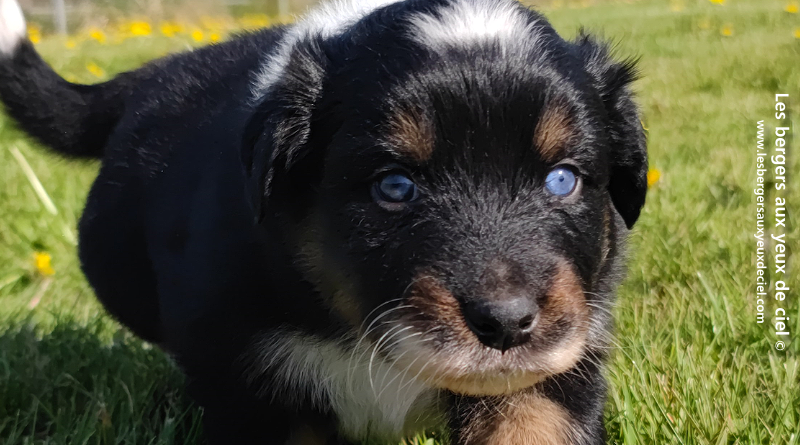 chiot berger australien noir tricolore aux yeux vairons