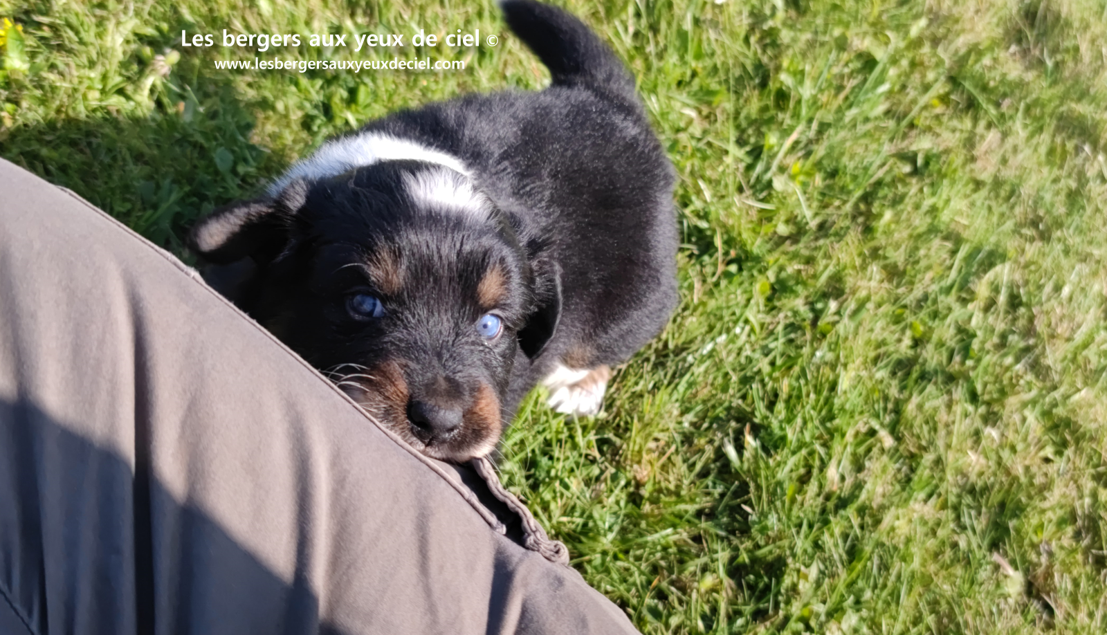 chiot berger australien noir tricolore aux yeux vairons