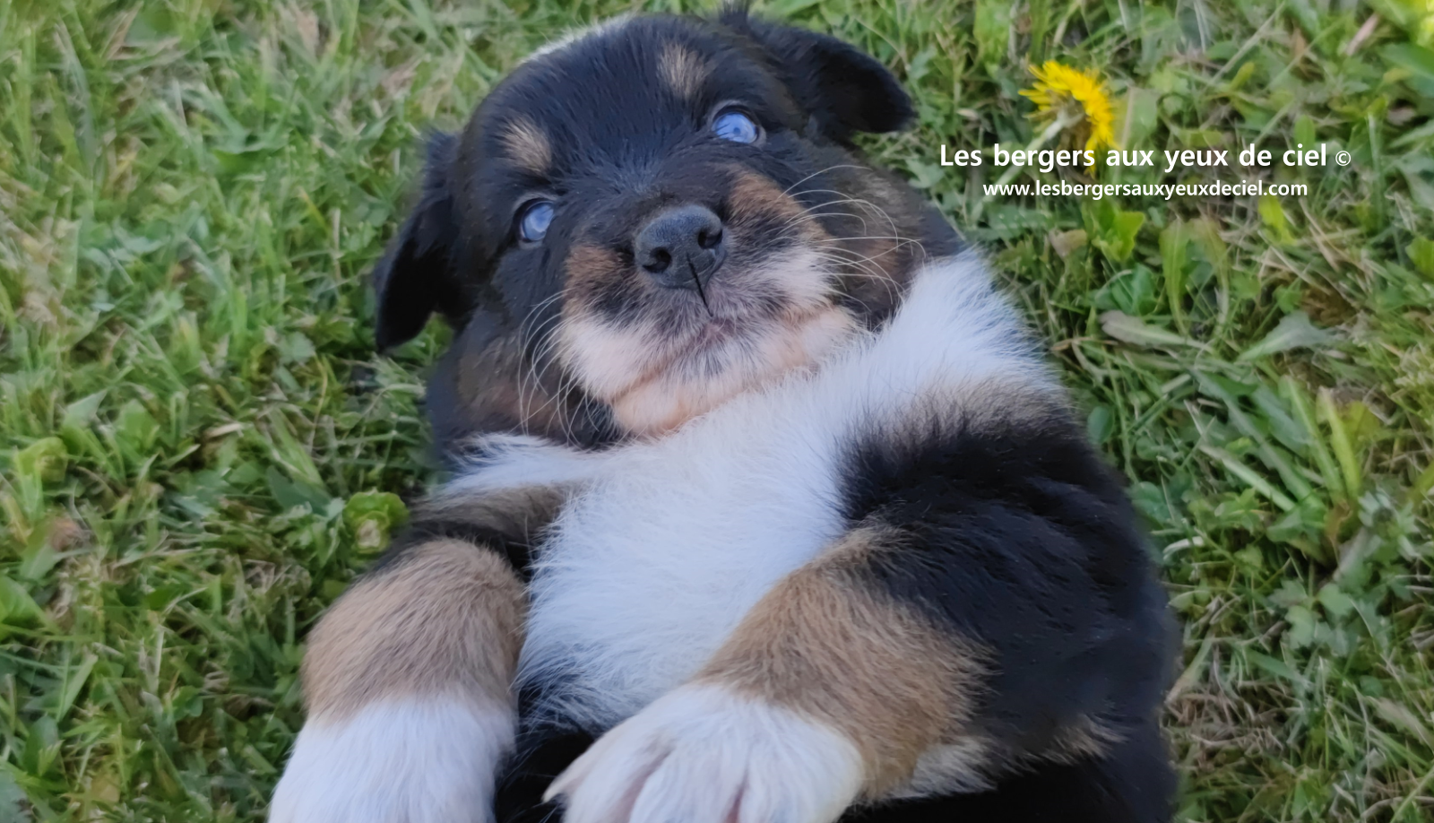 chiot berger australien noir tricolore aux yeux vairons