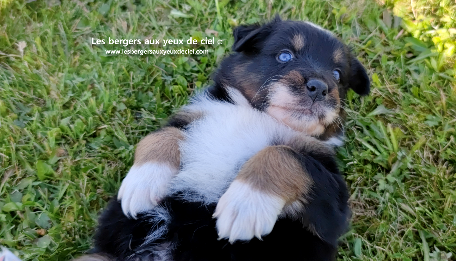 chiot berger australien noir tricolore aux yeux vairons