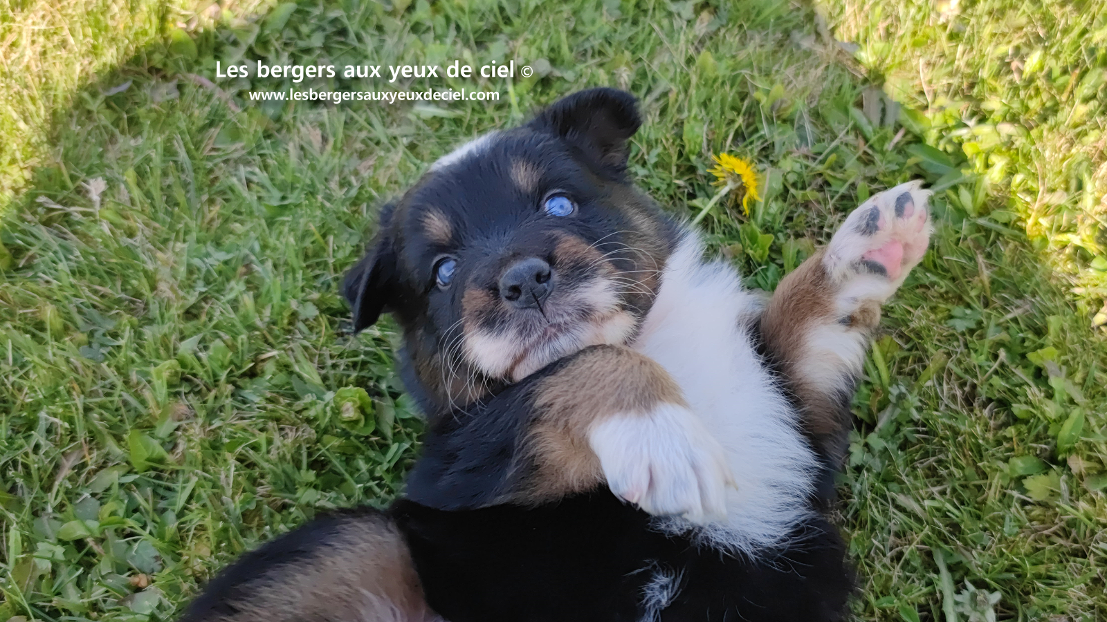 chiot berger australien noir tricolore aux yeux vairons