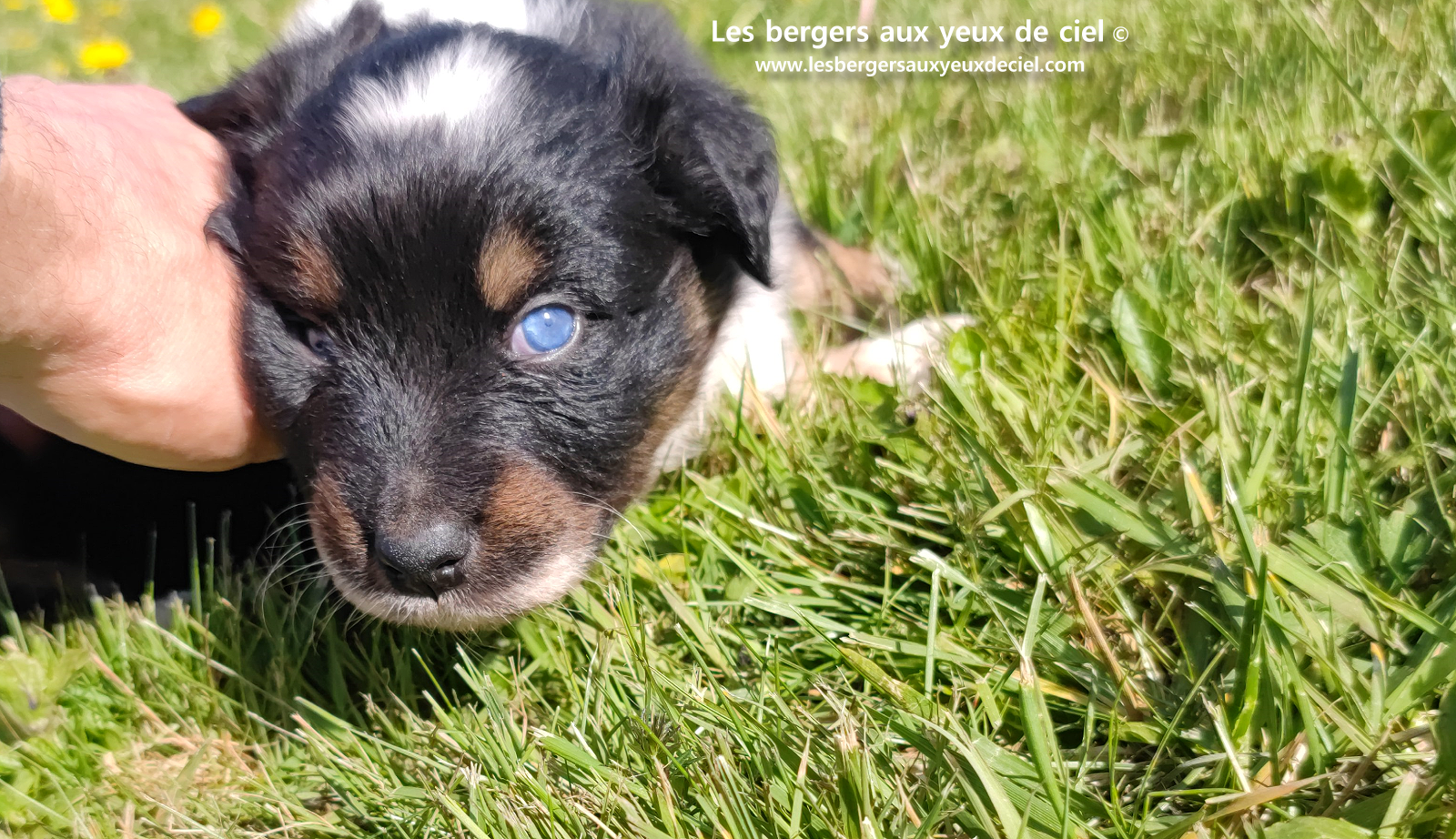 chiot berger australien noir tricolore aux yeux vairons