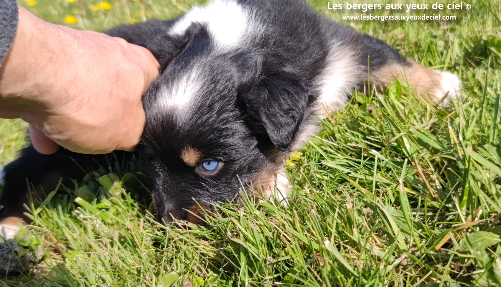 chiot berger australien noir tricolore aux yeux vairons
