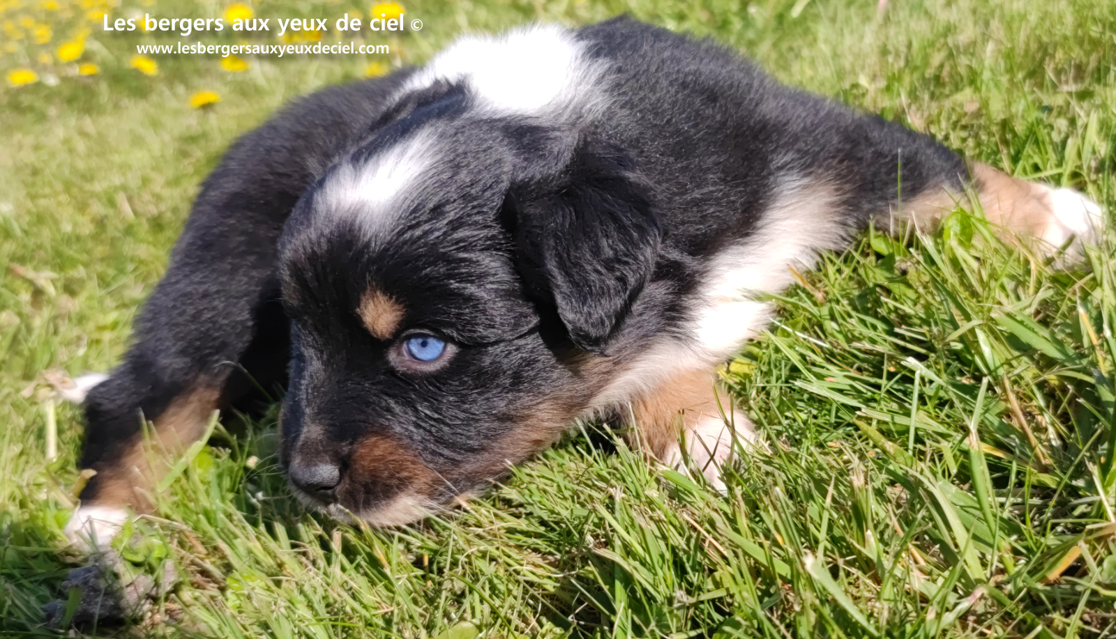 chiot berger australien noir tricolore aux yeux vairons