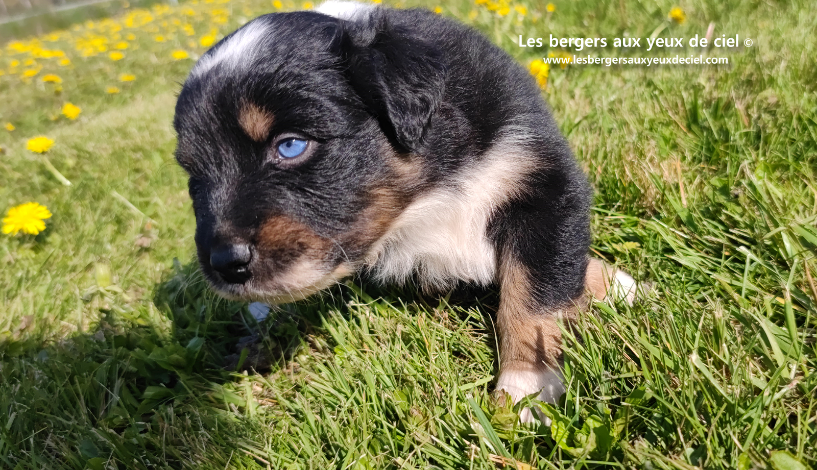 chiot berger australien noir tricolore aux yeux vairons
