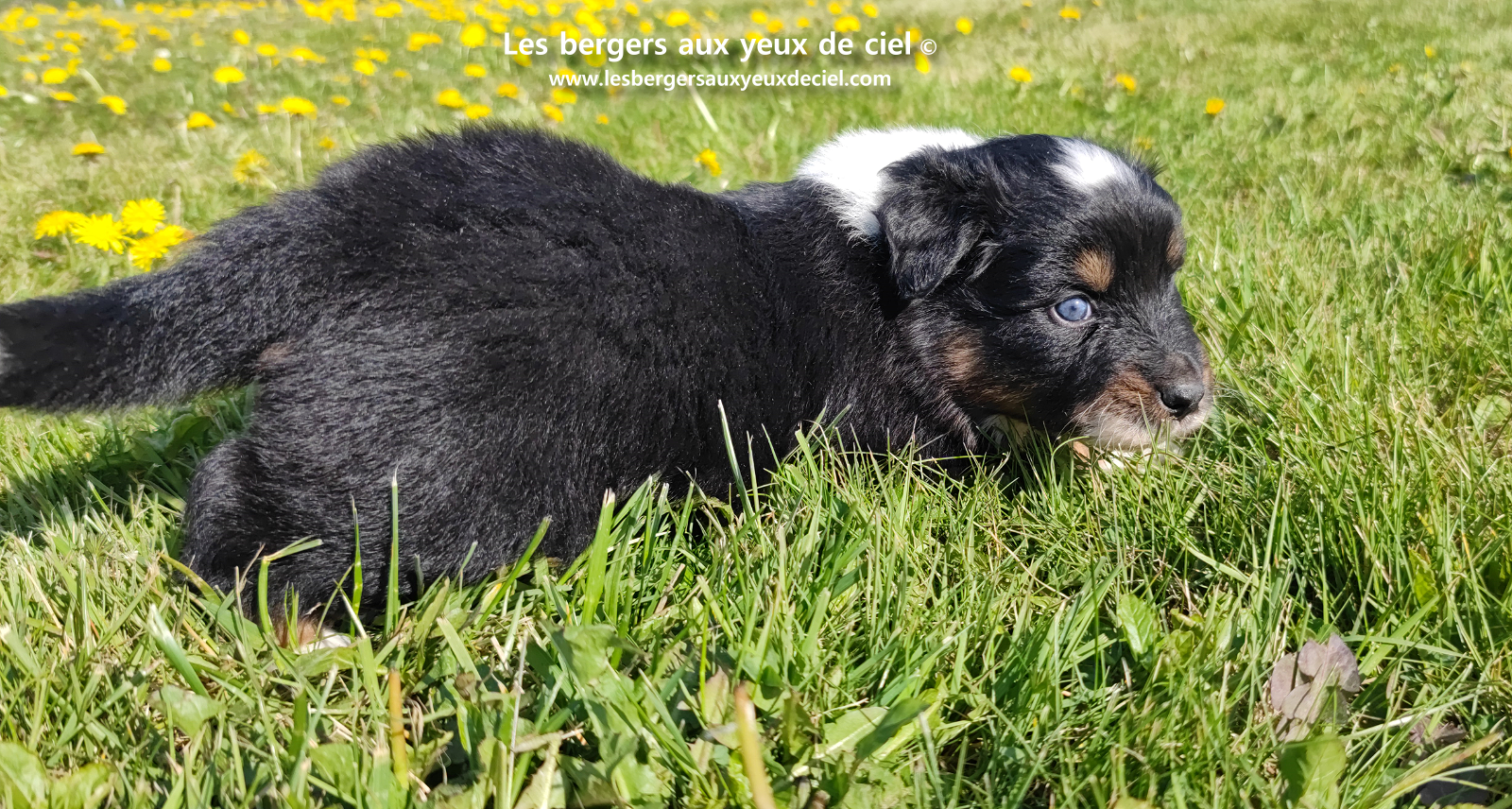 chiot berger australien noir tricolore aux yeux vairons