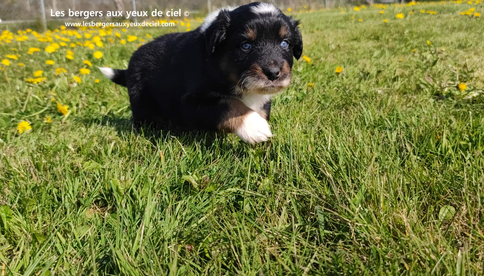 chiot berger australien noir tricolore aux yeux vairons