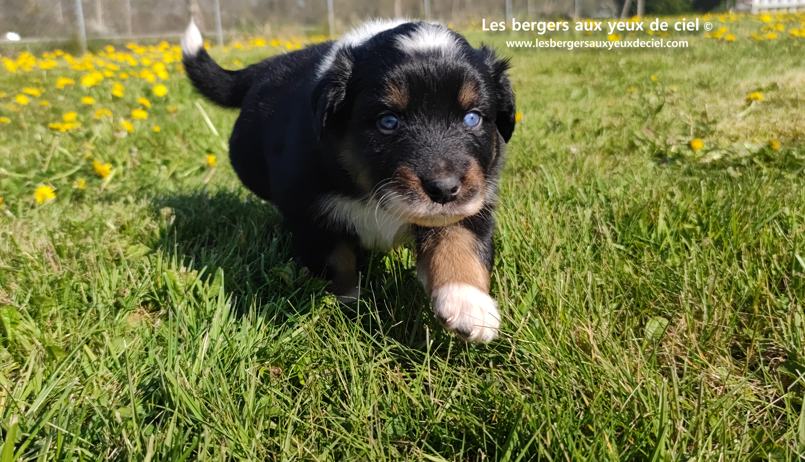 chiot berger australien noir tricolore aux yeux vairons