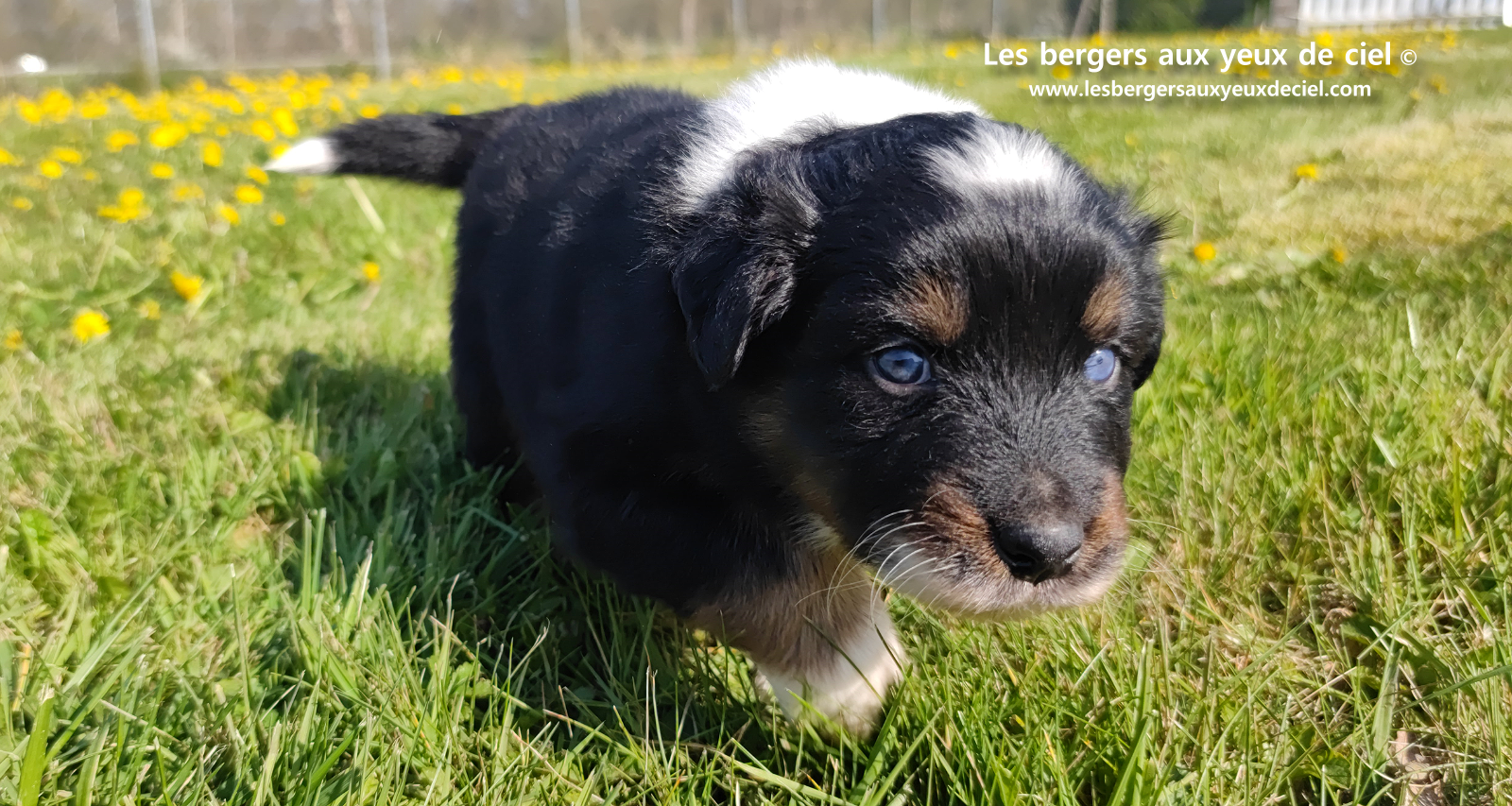 chiot berger australien noir tricolore aux yeux vairons