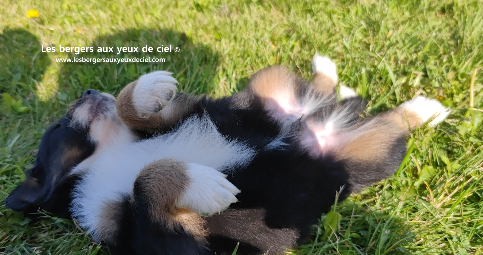 chiot berger australien noir tricolore aux yeux vairons