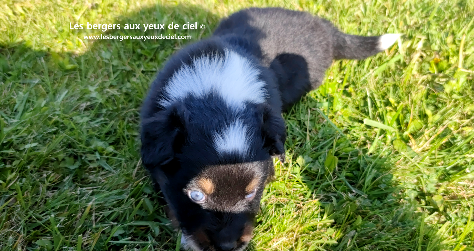 chiot berger australien noir tricolore aux yeux vairons