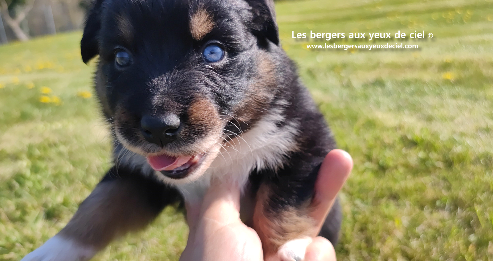 chiot berger australien noir tricolore aux yeux vairons