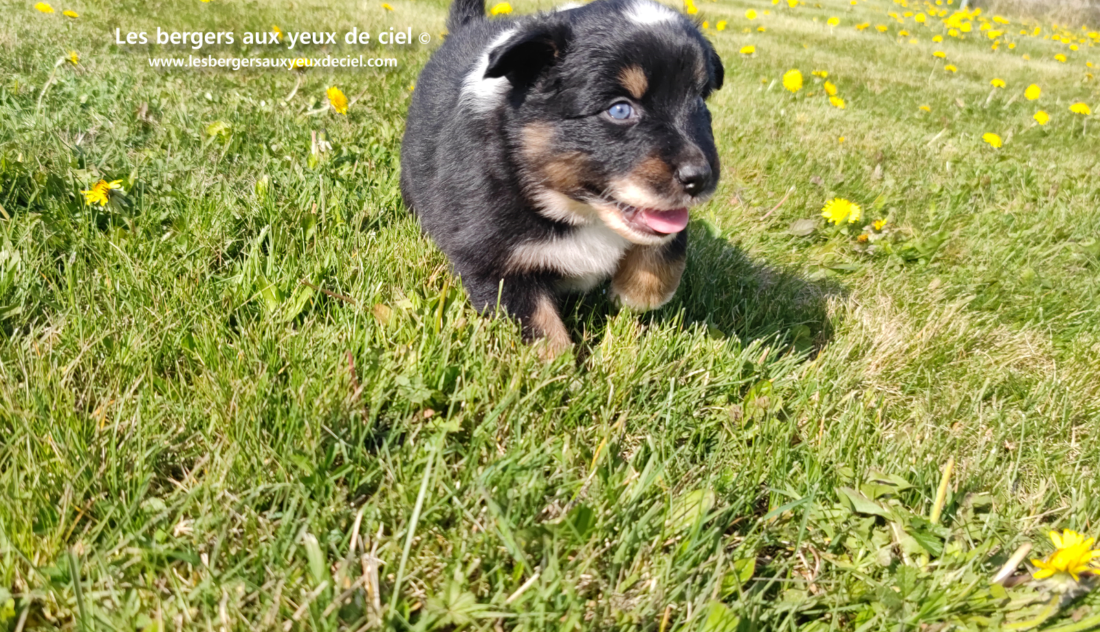 chiot berger australien noir tricolore aux yeux vairons