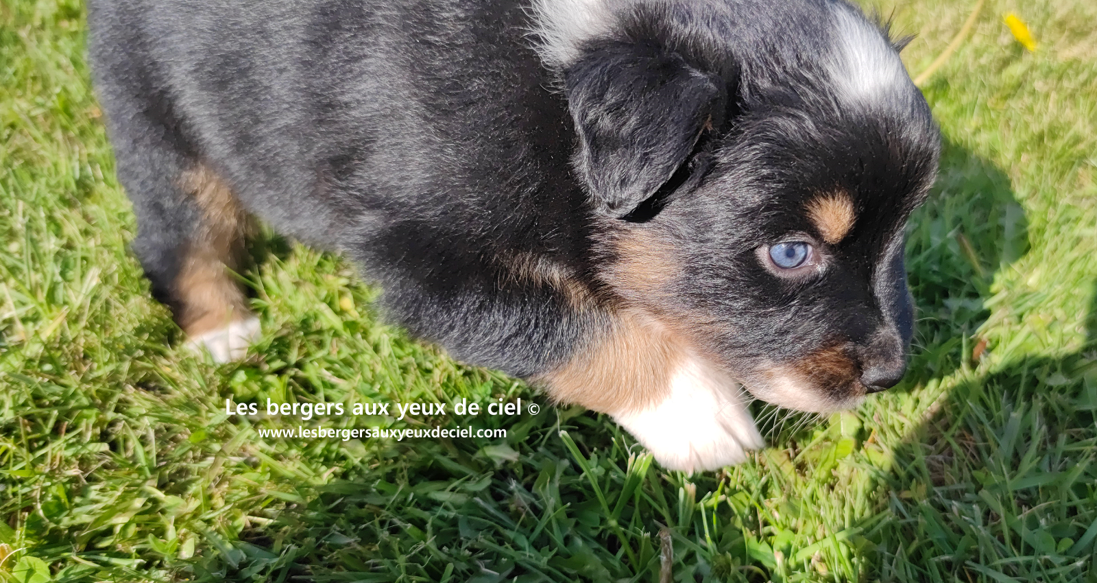chiot berger australien noir tricolore aux yeux vairons