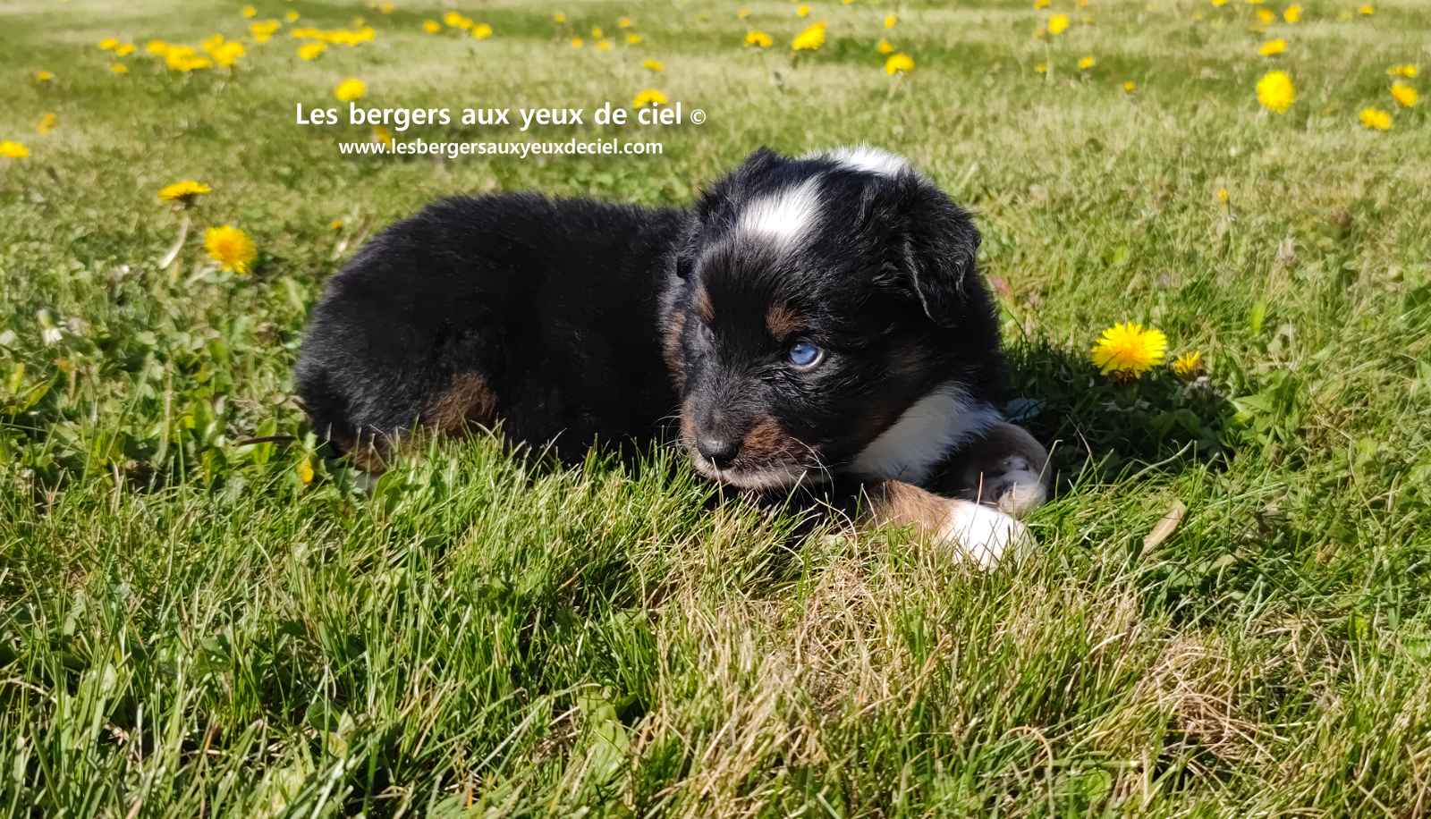 chiot berger australien noir tricolore aux yeux vairons