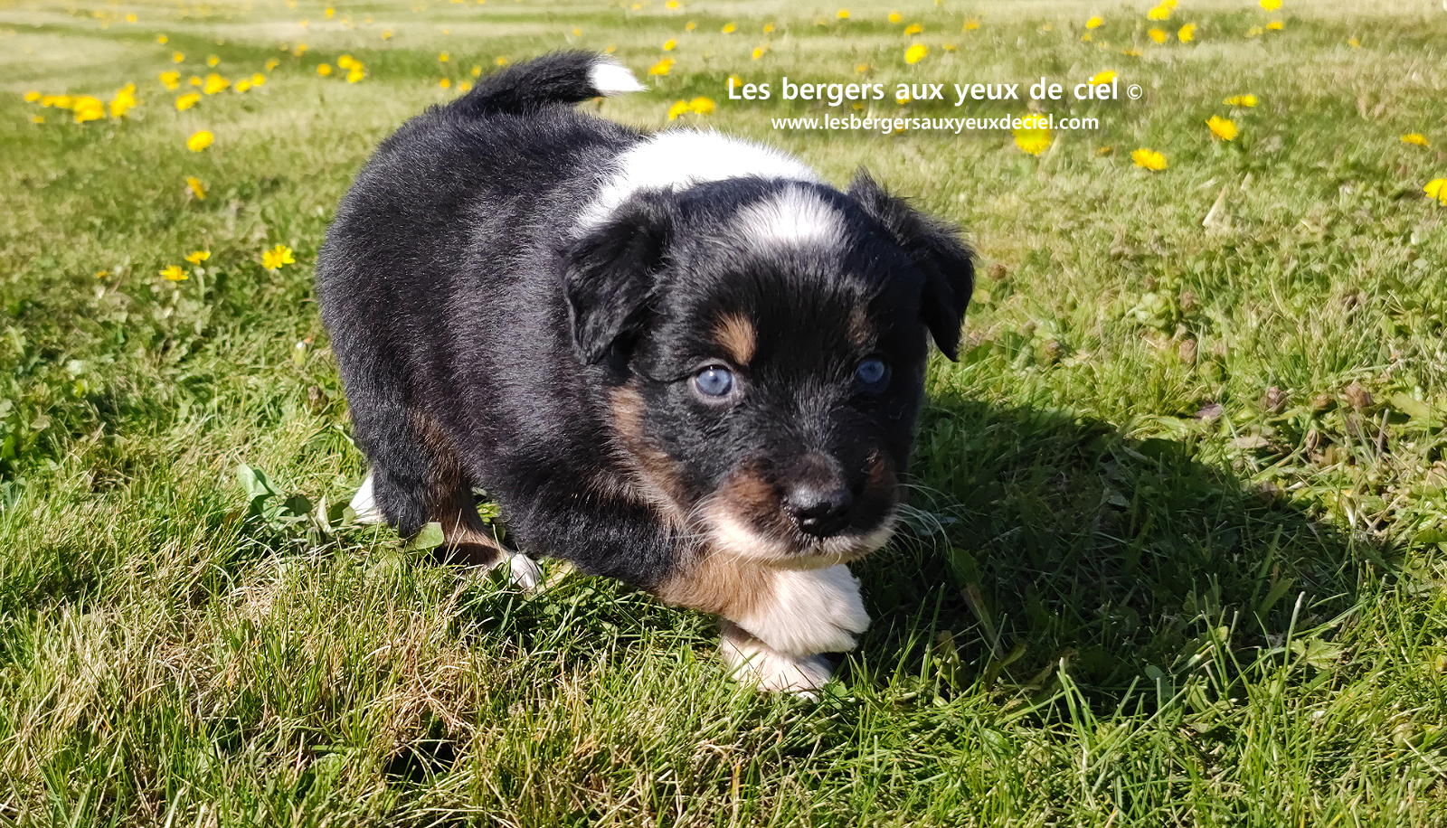 chiot berger australien noir tricolore aux yeux vairons