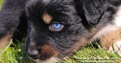 Chiot berger australien Satanas chiot berger australien noir tricolore aux yeux vairons