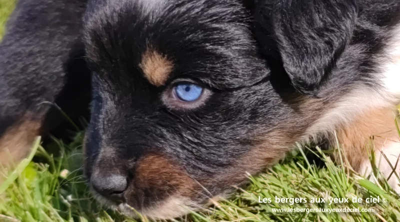 chiot berger australien noir tricolore aux yeux vairons